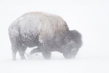 Amerikaanse Bizon ( Bison bizon ) in een sneeuwstorm, Blizzard, op zoek naar voedsel in de sneeuwYel