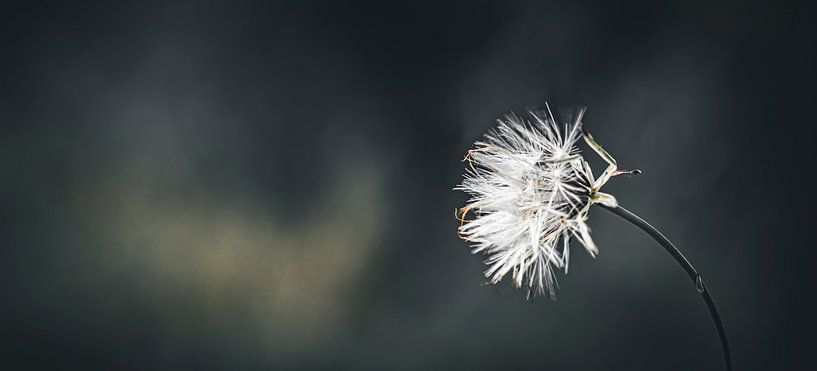 Blowball - 2 by Shanna van Mens Fotografie