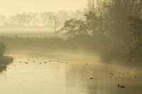 Kreek in de mist