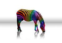 Rainbow zebra