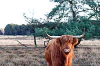 Scottish Highlander on Westerheide