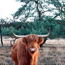 Schottischer Highlander auf der Westerheide von TOUCH Fotografie