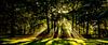 panorama opname van zonneharpen in een donker bos achter een boom van Margriet Hulsker thumbnail