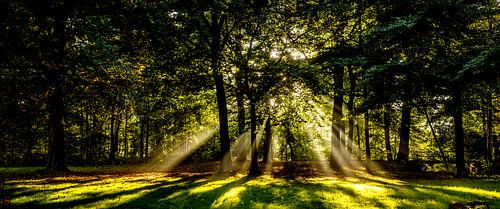 panorama opname van zonneharpen in een donker bos achter een boom