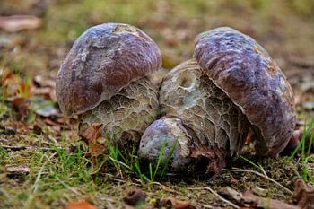 Een boleetachtige (eekhoorntjesbrood?) in een groot veld.