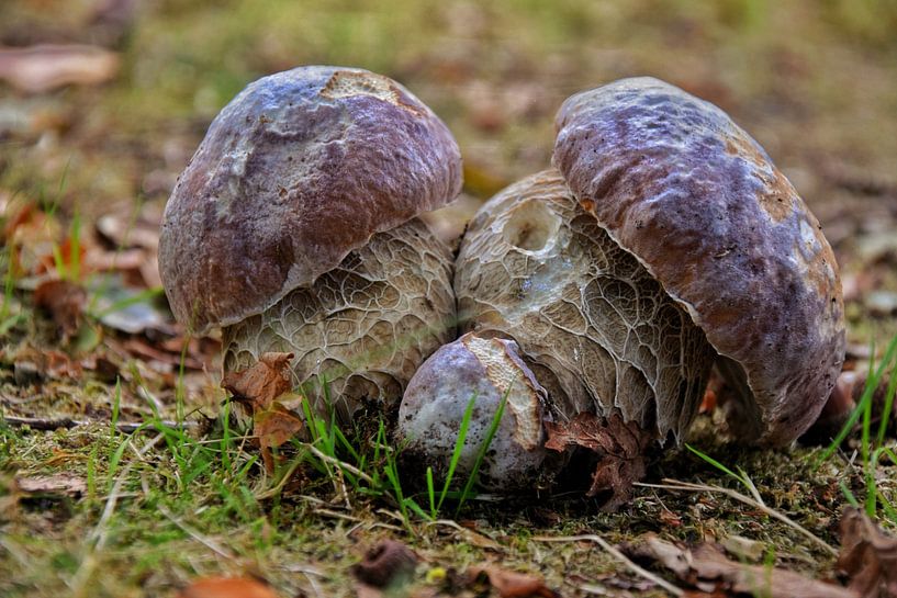 Ein Steinpilz (Streifenhörnchen?) auf einem großen Feld. von Corine Dekker