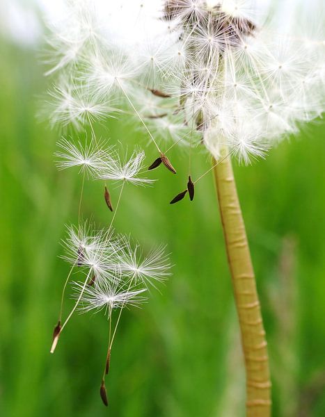 Pusteblume Freiheit von Julia Delgado auf ArtFrame, Leinwand, Poster und  mehr | Art Heroes