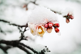 Februarschnee auf Pflaumenblüten von Gayane Nakada