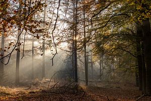Zonnestralen herfst bos van Peter Haastrecht, van