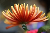 Chrysant
