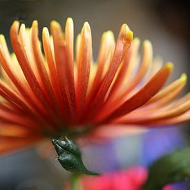 Chrysantheme von Ingrid van Heeswijk