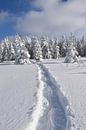 Snowshoe tracks in an area by Claude Laprise thumbnail