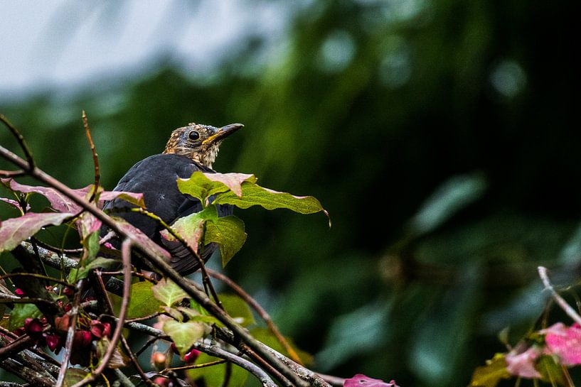 Nieuwschierige vogel by Cor Pot
