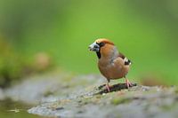 Apple finch