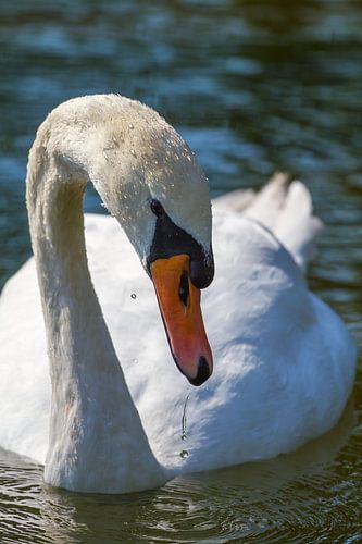 White swan with drops