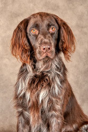 Kleine münsterländer