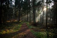 Waldweg