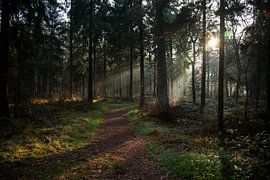 Forest path by Sander Mulder