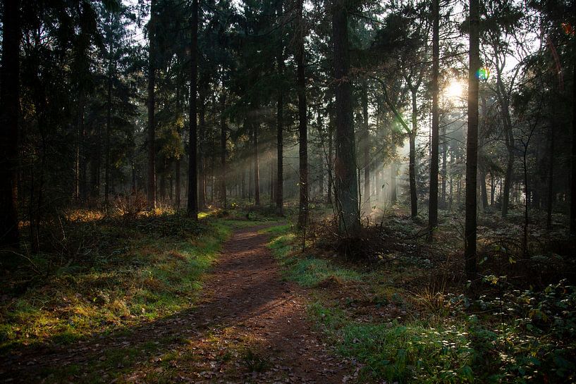 Waldweg von Sander Mulder