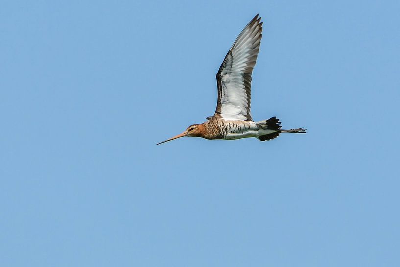 Black-tailed godwit by Henk de Boer