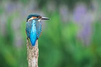 IJsvogel aan de waterkant
