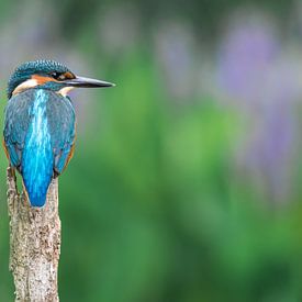 Eisvogel an der Uferpromenade von Christien van der Veen Fotografie