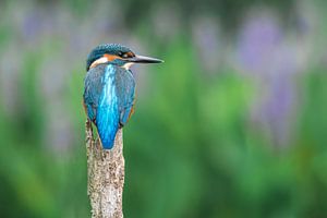 Kingfisher on the waterfront by Christien van der Veen Fotografie