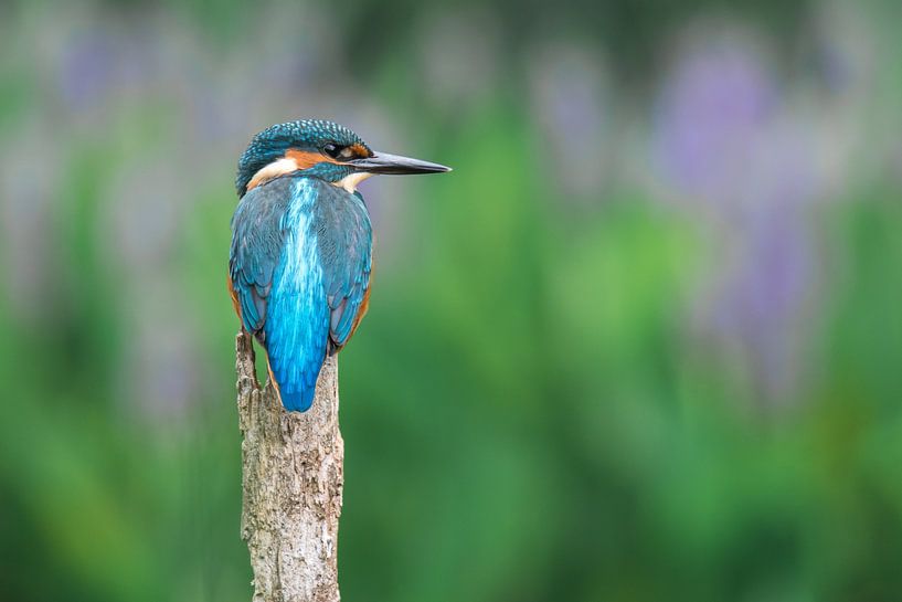 Un martin-pêcheur sur le front de mer par Christien van der Veen Fotografie
