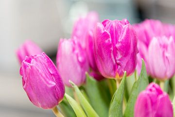 Tulipes roses sur Wim Stolwerk