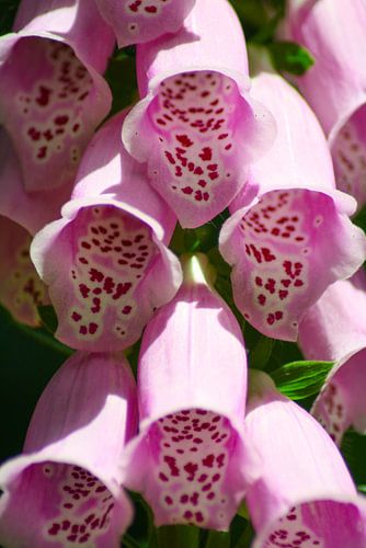 Vingerhoedskruit flonkerend in de zon/thimble powder glittering in the sun