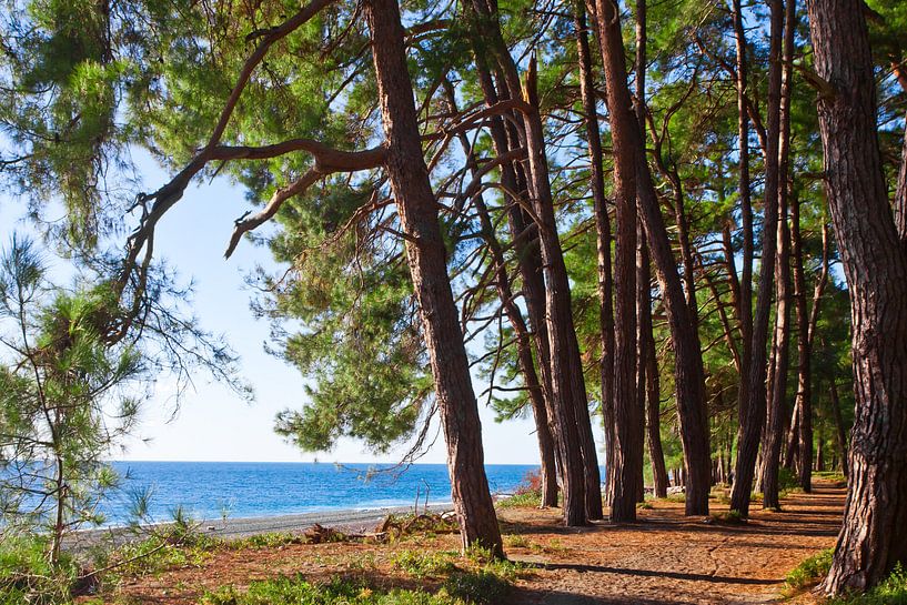 Pine forest by the blue sea in the legendary Colchis. by Michael Semenov