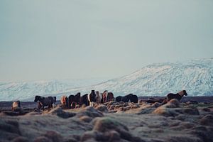 Icelandic Horses II van Pascal Deckarm