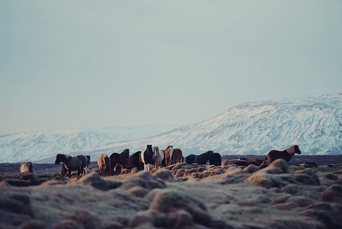Icelandic Horses II