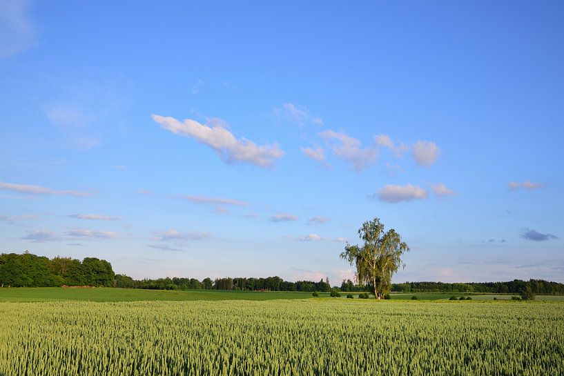 Landschaft in Bayern mit grünen Weizenfeldern vor blauem Himmel von Ulrike Leone