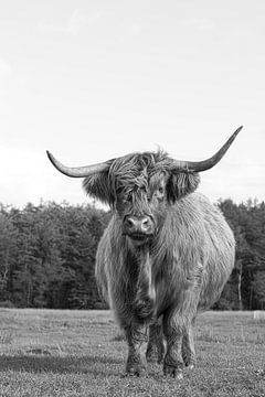 schotse hooglander in zwart, wit, stoer, runderen van M. B. fotografie