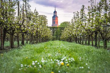 Blossom in Buren by Max ter Burg Fotografie