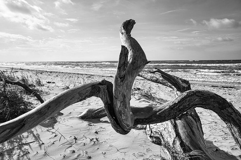Tree root on the beach of the Baltic Sea coast in front of the sea in black and white. by Martin Köbsch