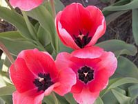 mooie nederlandse tulpen
