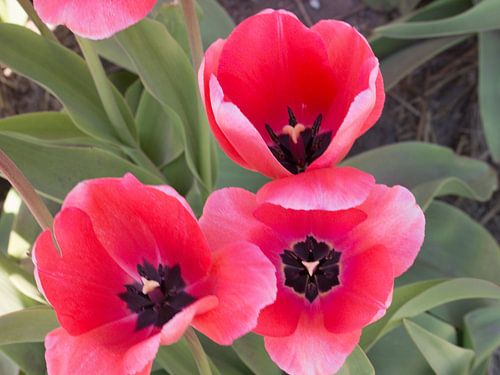 schöne holländische Tulpen