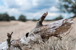 Vieille souche dans les dunes