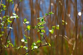 Le réveil du printemps sur Thomas Jäger