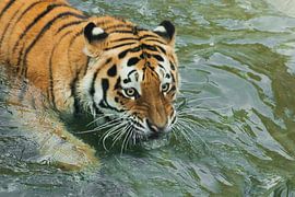 Große starrende Augen Junger schöner Tiger mit ausdrucksvollen Augen geht auf dem Wasser (badet), Ra von Michael Semenov