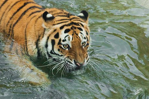 Enorme starende ogen Jonge mooie tijger met expressieve ogen loopt op het water (baden), Predator's 