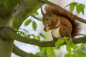 Squirrel