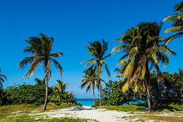Stranddoorgang met palmbomen, beach van Corrine Ponsen