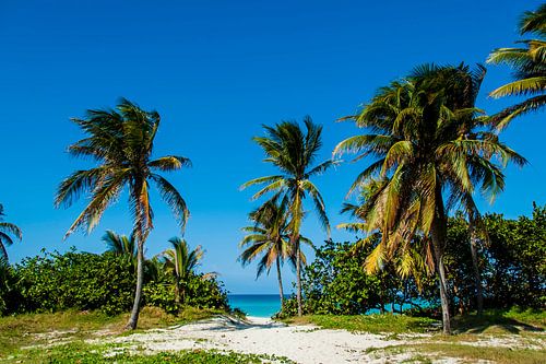 Stranddoorgang met palmbomen, beach