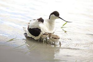 Avocette à bec bigarré avec son jeune