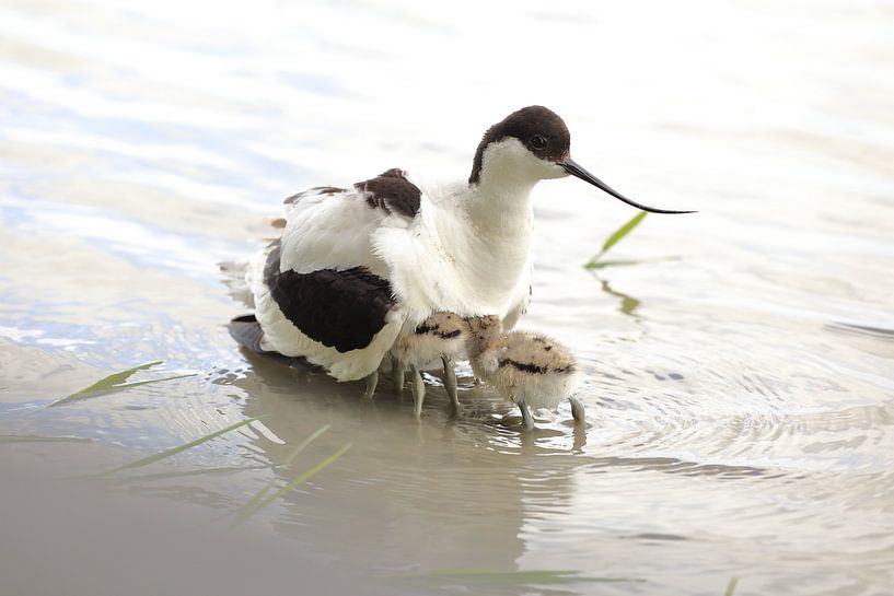 Säbelschnäbler mit Jungtieren von Rinnie Wijnstra (FotoAmeland )