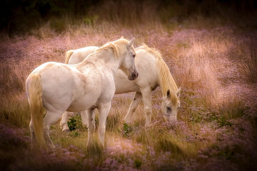 Chevaux sauvages par Kelly Grosemans