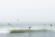 Vogels boven het strand van Eddy Westdijk thumbnail